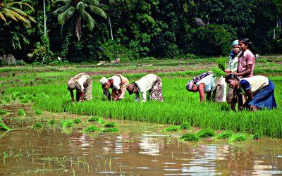 From Experience Sharing to Sustainable Development: New Pathways for China–Sri Lanka Agricultural Cooperation