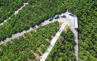 Overseas Chinese Media Visit “Three Gorges Citrus Sea” in Zhongxian: Empowering Rural Vitalization through Industry
