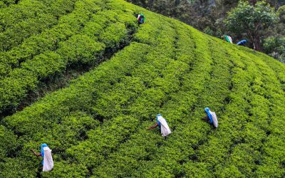From Traditional Trade to Digital Connectivity: New Opportunities for China–Sri Lanka Digital Cooperation